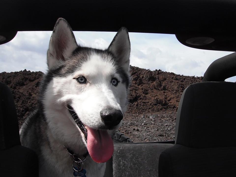 Mike Hardin and his wife Jenn Corso's dog Jake loved going riding with them in the back of the Jeep.