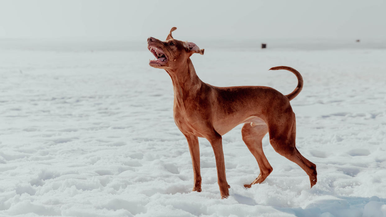  Dog barking in the water on a beach 