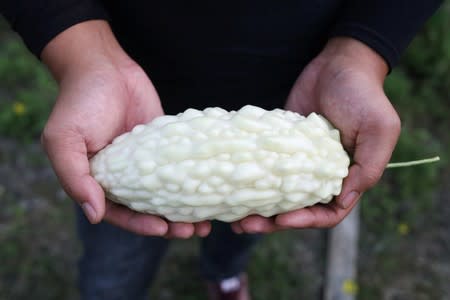 Jhang Hong-si holds a bitter gourd during harvest on his farm in Yunlin