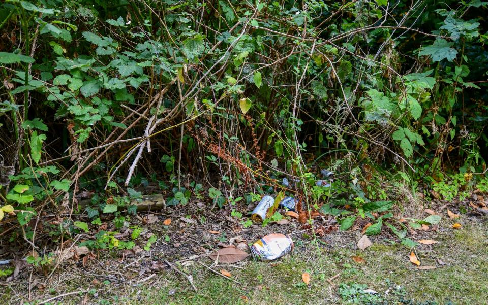 Weeds at Ventnor Botanic Garden - Will Dax/Solent News & Photo Agency