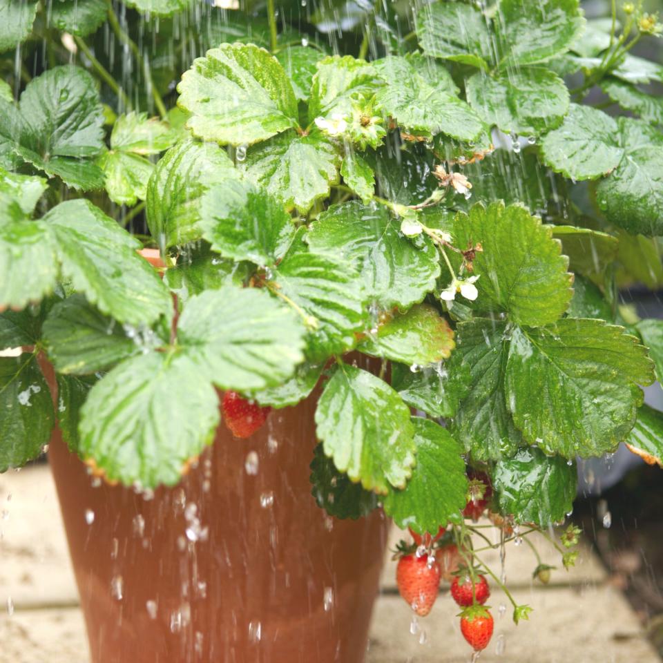 Strawberry pot being watered
