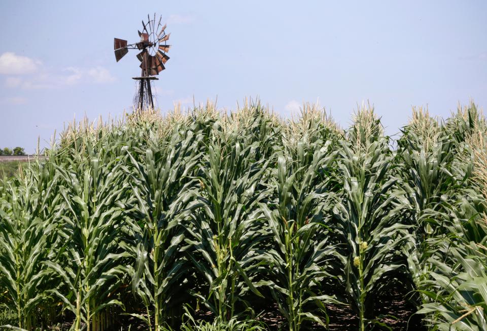 The body of 44-year-old Michael Williams was found near Kellogg, Iowa burning in a ditch. Law enforcement is treating the man's death as a homocide. A nearby college cancelled classes to honor the man's death.  (AP)