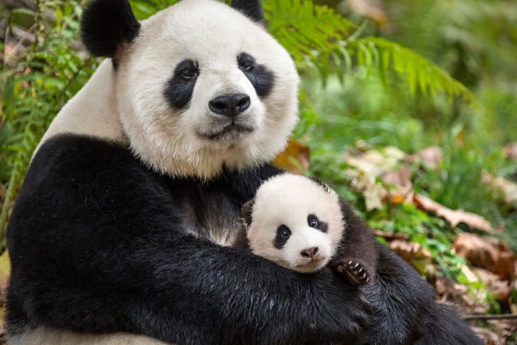 Giant panda Ya Ya and her baby Mei Mei from the Disneynature film “Born in China.”