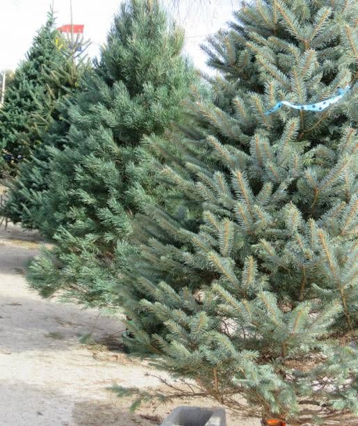 New Mexico: Adam and Kim's Christmas Trees, Santa Fe