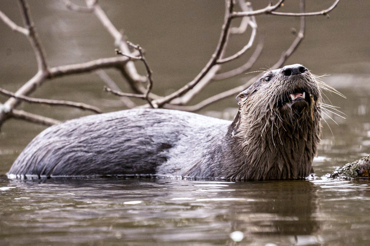 River Otter. (Carl D. Walsh / Portland Press Herald via Getty Images)