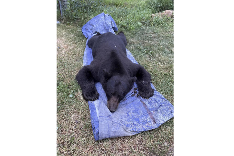 The body of black bear is seen after being dragged outside after being shot and killed when the it broke into a house early Thursday morning, Aug 3, 2023, in Luther, Montana. (Seeley Oblander via AP)