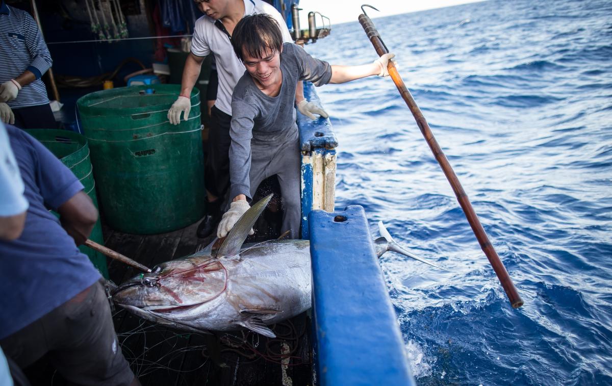 How humans and machines can work together to save the tuna