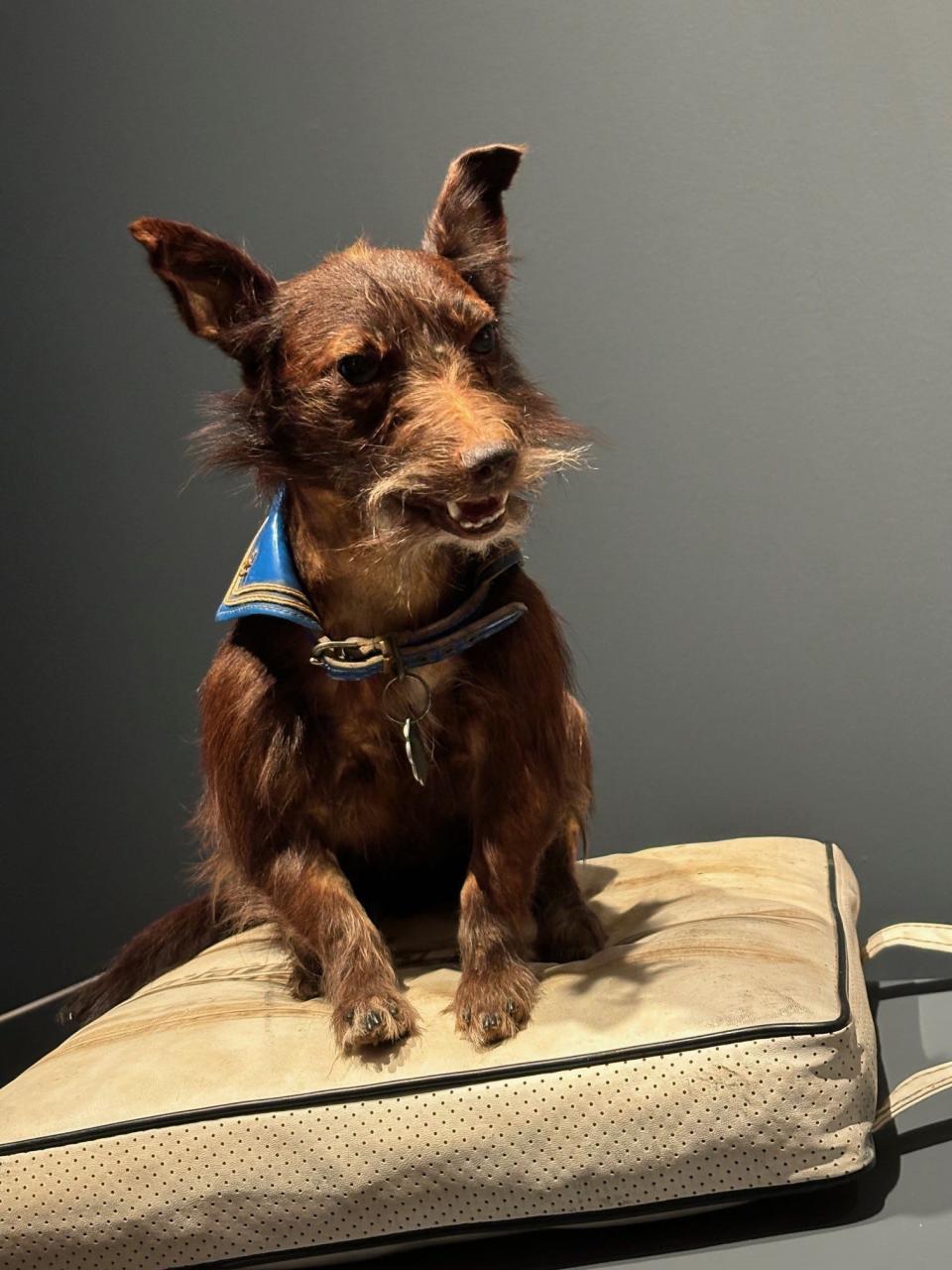 A taxidermic dog rests on a pillow at the entrance of the exhibition "Jamie Wyeth: Unsettled" that opened March 17, 2024, at the Brandywine Museum of Art in Chadds Ford. Wyeth has taxidermized animals in his homes and art studios.