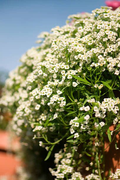 Spring Flower: Sweet Alyssum