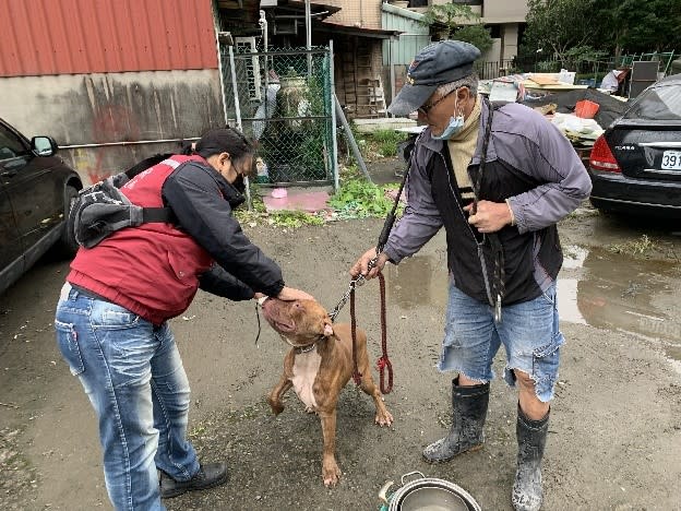 動保員陳美秀確認民眾飼養比特犬的狀況及宣導犬隻外出需繫繩及戴口罩。   圖：新北市動保處提供