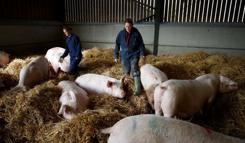 Farmers Kate Morgan (L) and Vicky Scott stand with some of their breeding sows on their family pig farm near Driffield