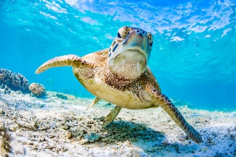 The Great Barrier Reef has been battered and bleached by cyclones and rising water temperature - Credit: GETTY