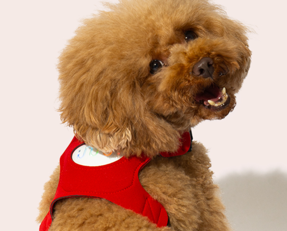 The vest displays colour-coded indicators of your dog's emotions (Langualess) 