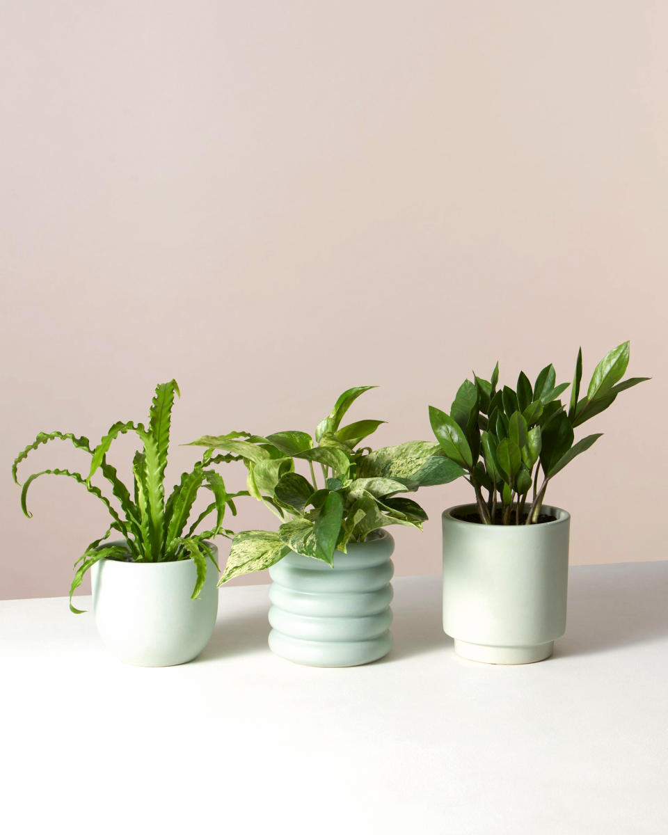 Houseplant Subscription