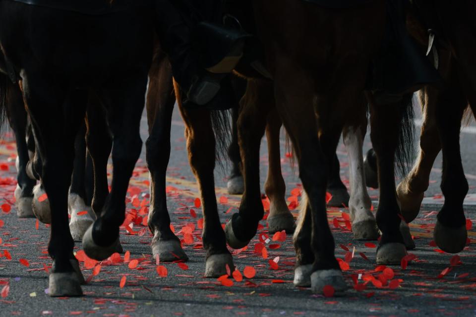 A close-up of horse hooves walking over confetti.