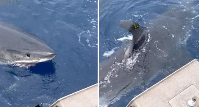 Video: Watch This Guy Make an Incredible Great White Shark Lure