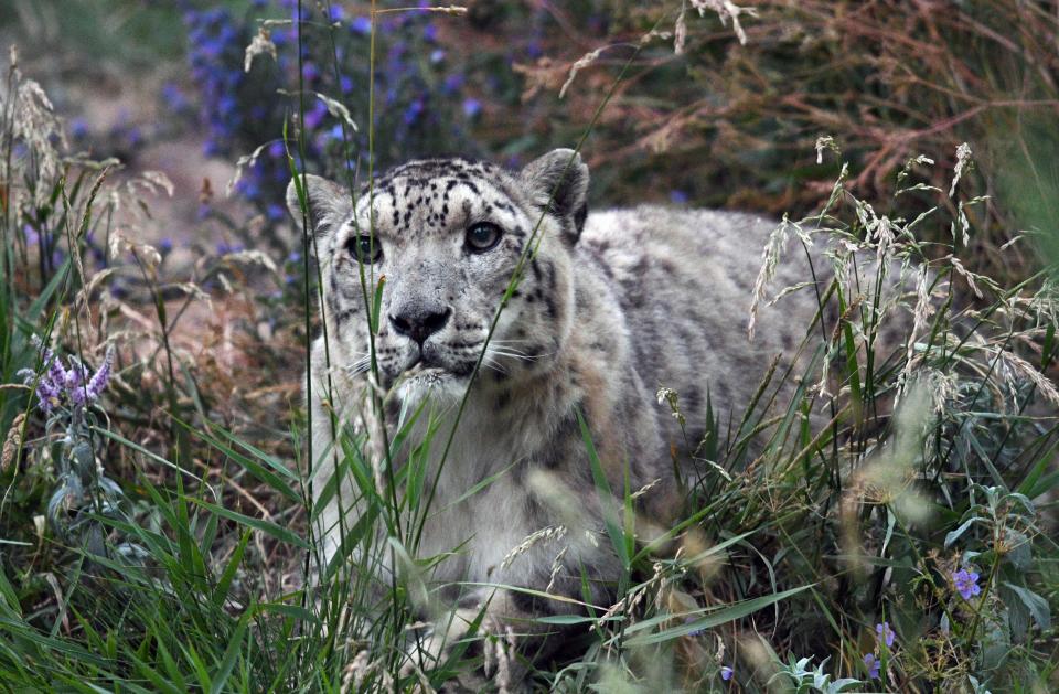 A snow leopard near Issyk-Kul in Kyrgyzstan. The northern Tian Shan&nbsp;is a biodiversity hotspot, home to dozens of threatened species. (Photo: AFP Contributor via Getty Images)