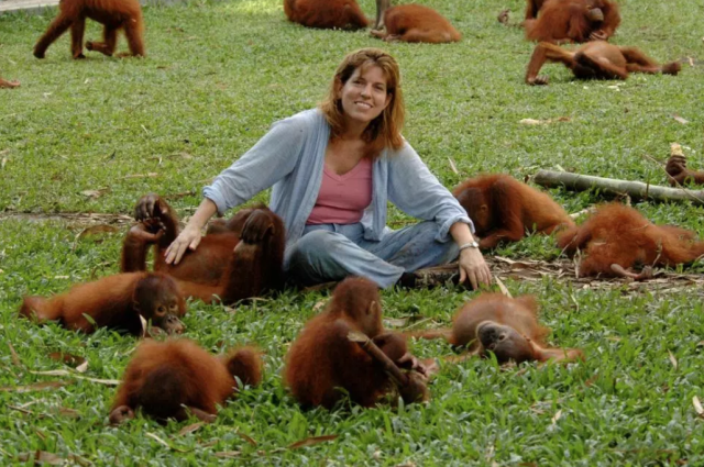 Orangutan Rescued From Life Of Prostitution