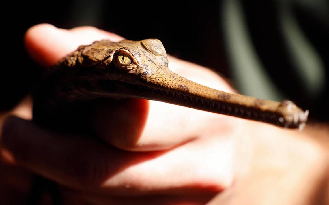 A Fort Worth Zoo ectotherm zoo keeper holds one of four recently hatched gharial crocodiles on Thursday, August 31, 2023, in Fort Worth. Gharial crocodiles are a critically endangered species with only about 200 reproducing adults remain alive in the wild, native to south Asia.