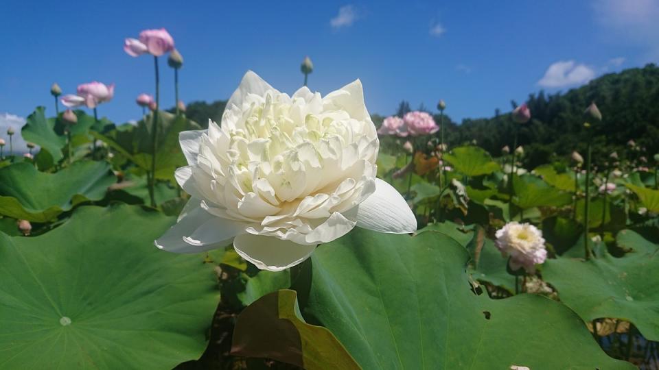 三芝山豬堀-翠綠的荷葉叢中，一枝枝亭亭玉立的荷花非常美麗。   圖：新北市景觀處提供