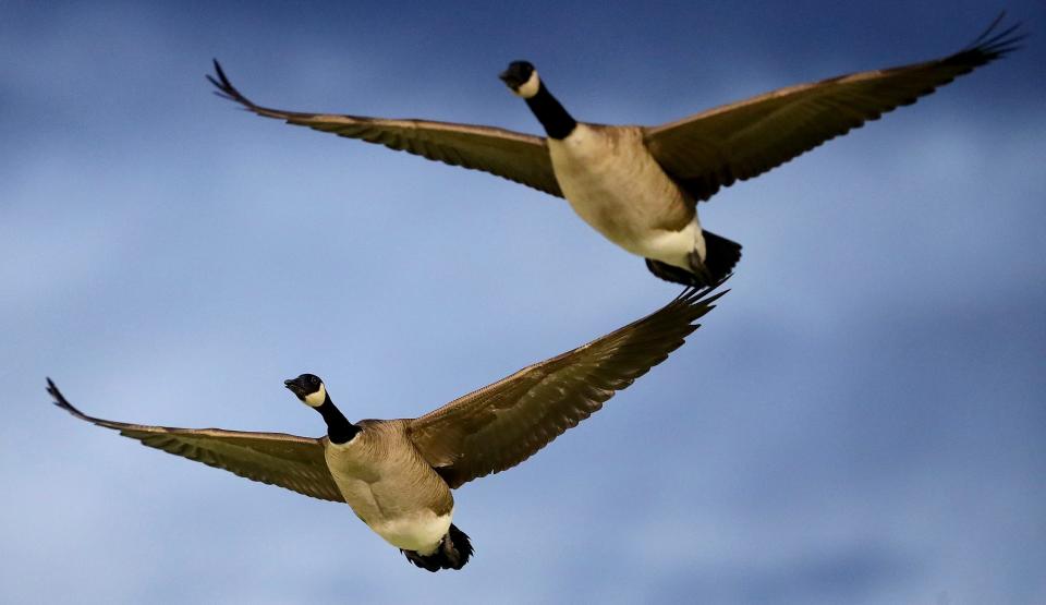 A pair of Canada geese fly over Bremerton Memorial Stadium at dusk on Tuesday, April 12, 2022.