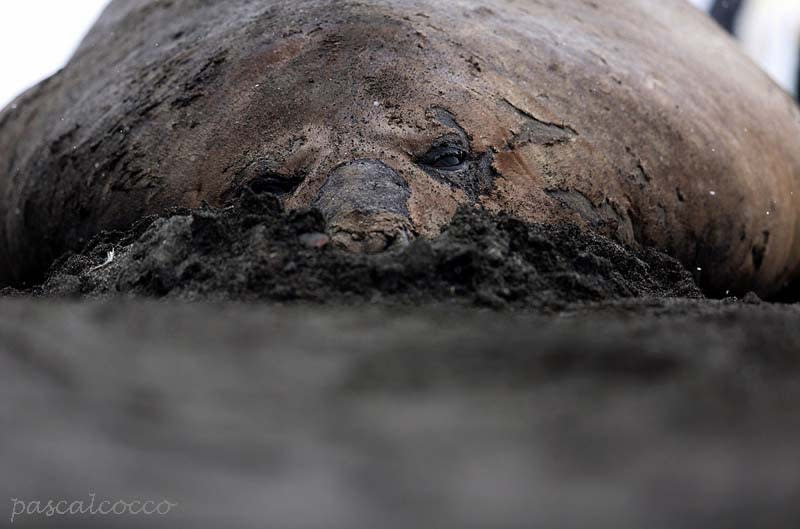 January 9: "Expedition on the island of South Georgia" by pascal cocco. 'An elephant seal buries its belly in the sand in St Andrews bay, South Georgia. I took advantage of this strange close-up to photograph it closer.'