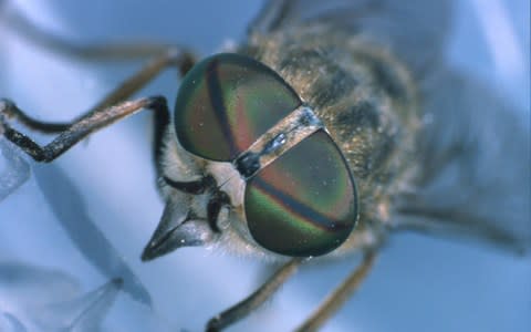 There has been a rise in reports of horsefly bites during the heatwave - Credit: Holt Studios