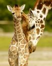 <span><b>19th most popular.</b><br>Sanyu (L), a five-day old Rothschild's Giraffe calf is nuzzled by another member of the herd in their enclosure at Chester Zoo, in Chester, Britain, June 12, 2015. (REUTERS/Phil Noble)</span>