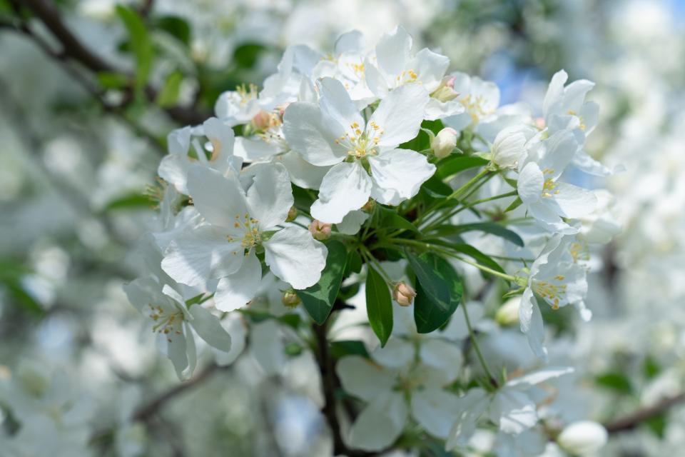 Small white petals open up from a Bradford pear tree. The trees cross pollinate with other pear trees and can be difficult to eradicate.
