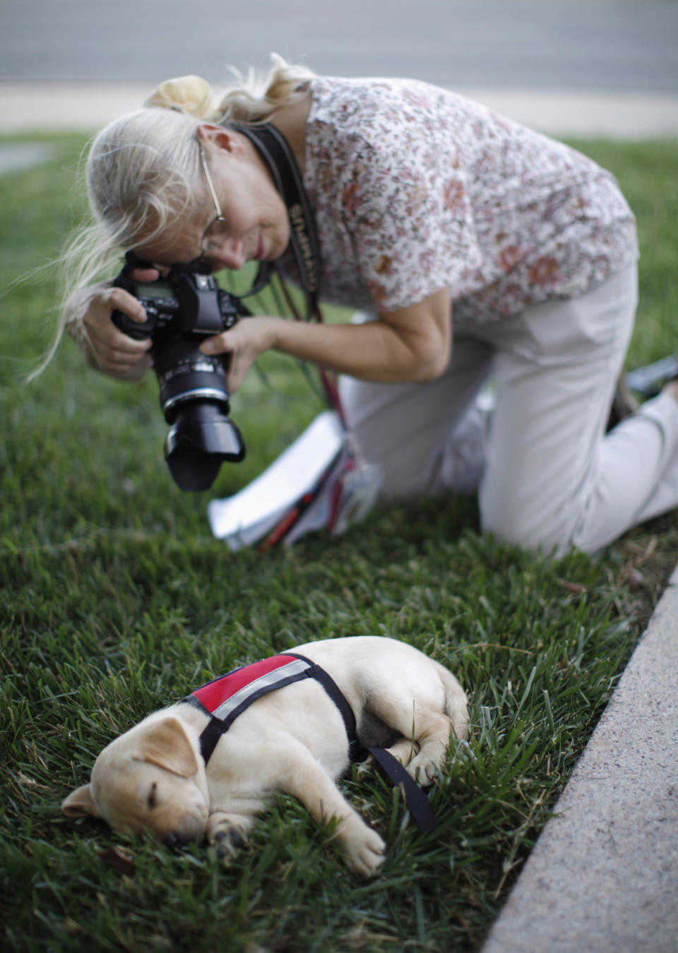 A photographer takes a picture of a sleeping labrador puppy "Hoey", named in honor of September 11, 2001 attack victim Patrick Hoey who died in the World Trade Center, in this picture taken on the grounds of the Pentagon near Washington, June 28, 2011. Hoey is part of the Transportation and Security Administration (TSA)'s Puppy Program where young dogs are raised to be used as future bomb sniffers at air cargo facilities nationwide. The tenth anniversary of the September 11, 2001 attacks will be commemorated this year. (REUTERS/Jason Reed)