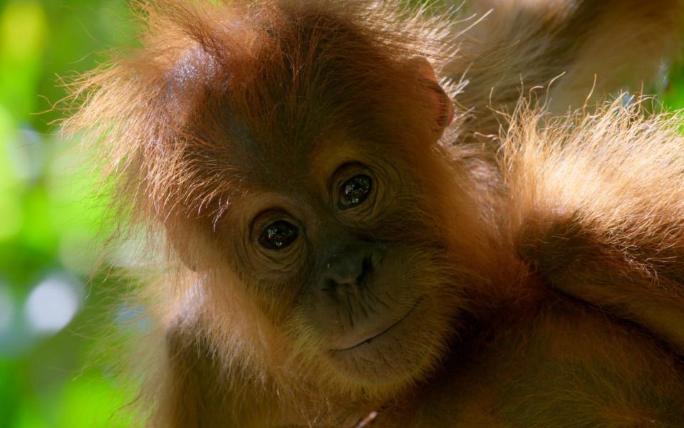 Species such as the orangutan are under threat of extinction thanks to deforestation - Netflix