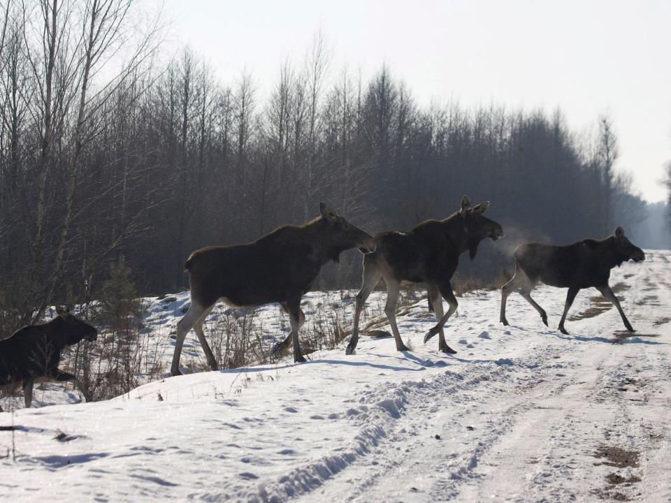 chernobyl wildlife