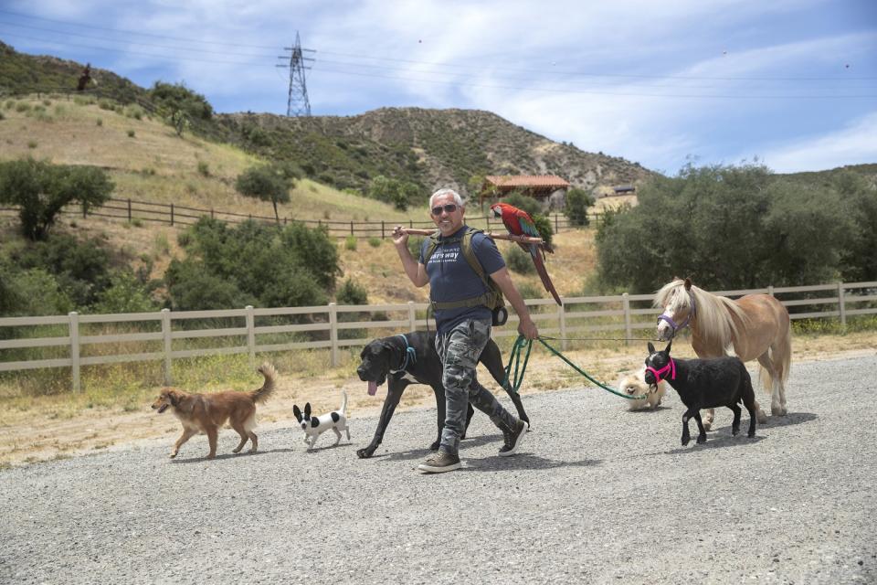 Dog trainer Cesar Millan is clearly in charge during a walk at his ranch with his dogs, miniature horse, goat and macaw.