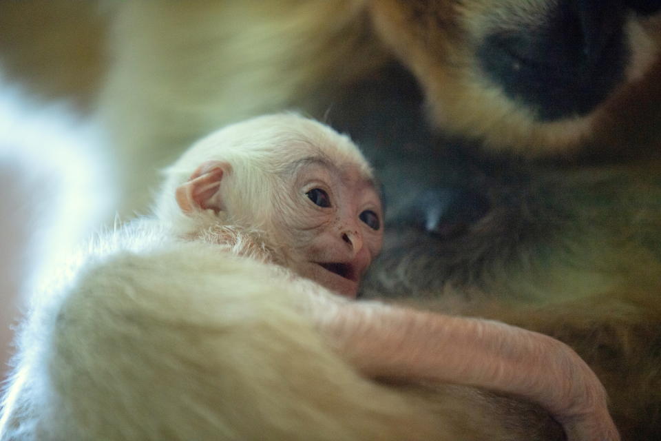 A rare white-cheeked gibbon named Dao who was born in September sits on mother's lap at the Zoo in Wroclaw, Poland October 28, 2021.  Wrocaw Zoo/Handout via REUTERS    THIS IMAGE HAS BEEN SUPPLIED BY A THIRD PARTY