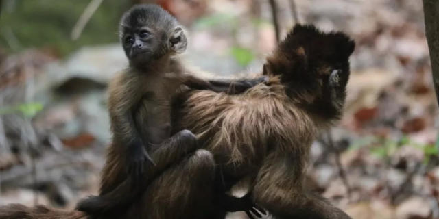 Hojas negruzcas mono en el abrazo de la madre,joven mono con el