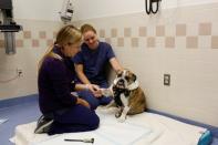 Moose, a six-year-old English Bulldog with B-cell lymphoma, receives trial medical treatment in North Grafton