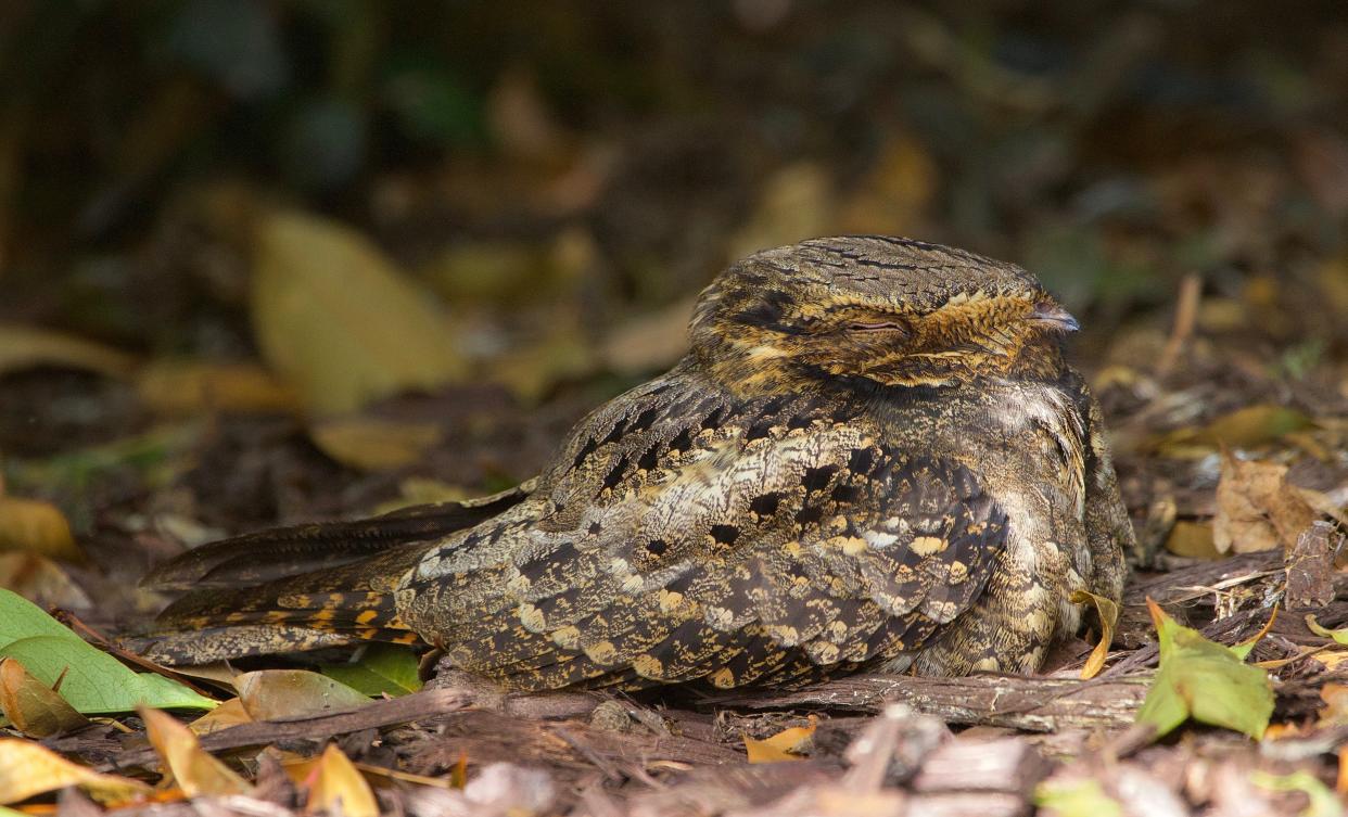 A chuck-will's-widow blends into the leaf litter with its brown camouflage.