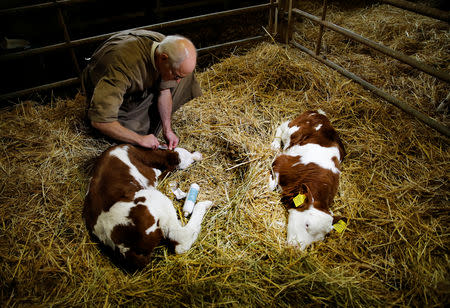 Veterinarian Jean-Marie Surer anaesthetises calves before removing their horns, ahead of a national vote on the horned cow initiative (Hornkuh-Initiative) on November 25, at a farm in Marchissy, Switzerland, November 15, 2018. Picture taken November 15, 2018. REUTERS/Denis Balibouse