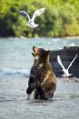 <p>A bear plays with seagulls in Kurile Lake in Kamchatka, Russia. (Photo: Rosh Kumar/Caters News) </p>