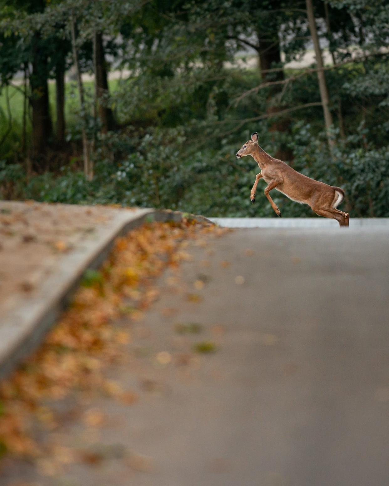 A deer hops from the road to the sidewalk near the Utica Zoo in Utica, NY on Wednesday, September 27, 2023.