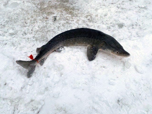 After only 65 minutes of fishing, this year’s sturgeon season on Black Lake (in Cheboygan and Presque Isle counties) ended at 9:05 a.m. Saturday, Feb. 4, 2023. There were 630 registered anglers, including a good number of supervised youths.