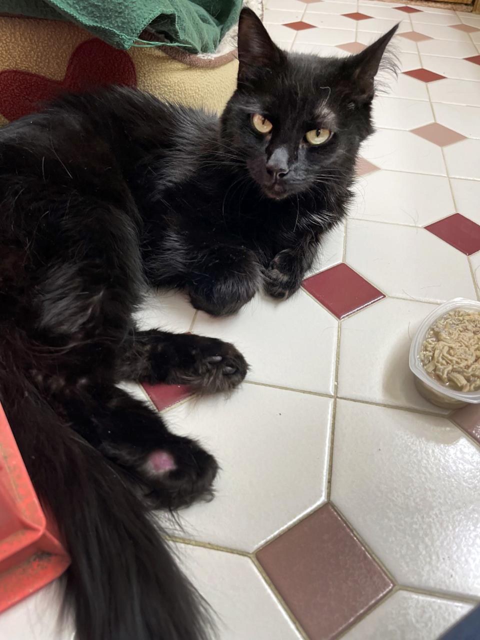 Freezy, stays warm and rests in her new home after she was rescued from a frozen pond with three of her paws frozen in the snow. A patch of fur is missing from her back paw where she had to be removed from the snow.