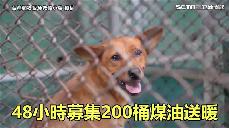 台灣動物緊急救援小組發起募款，短短48小時就募集了200桶煤油的捐款。（圖／台灣動物緊急救援小組 授權）