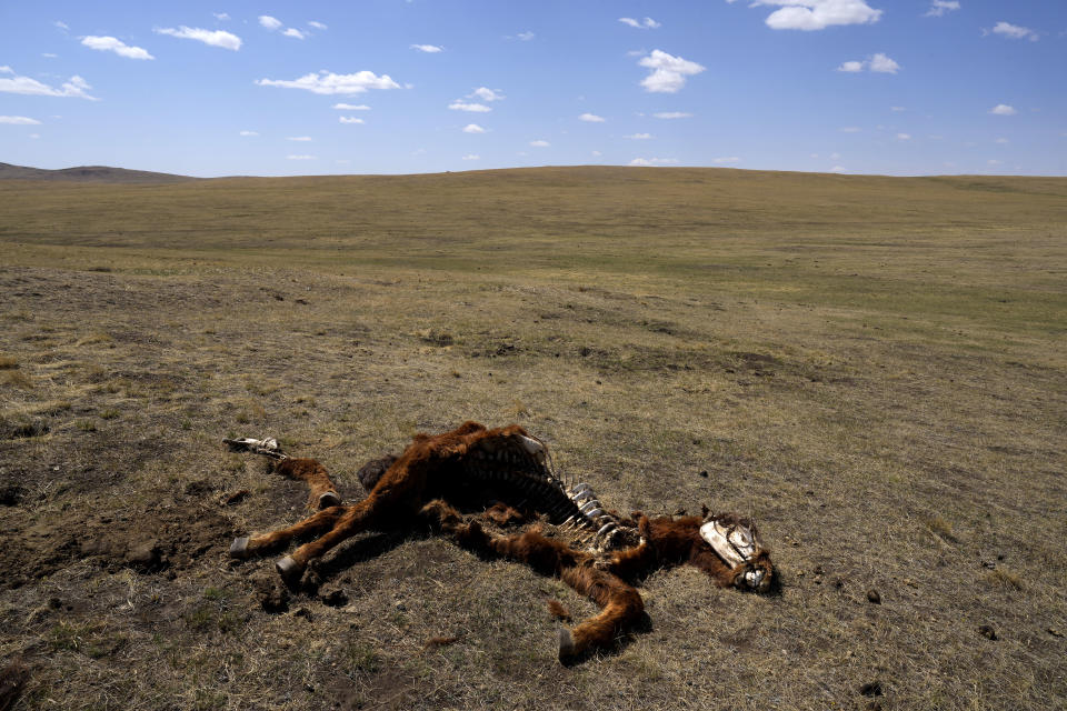 The remains of a horse lie on the grasslands of the Munkh-Khaan region of the Sukhbaatar district, in southeast Mongolia, Saturday, May 13, 2023. (AP Photo/Manish Swarup)