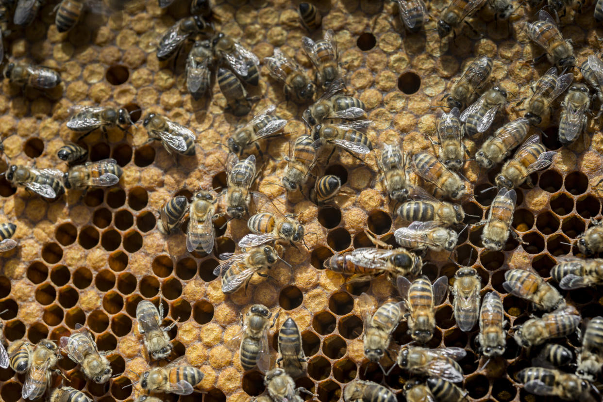 Ein Bienenvolk hinter der Schlafzimmerwand ließ ein spanisches Paar nachts kein Auge zumachen. (Symbolbild: Getty Images)