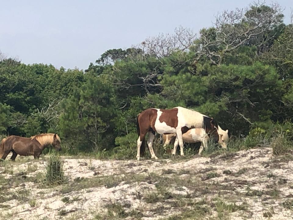 Horses graze near the fee entrance at Assateague Island National Seashore on Sunday, July 11, 2021.