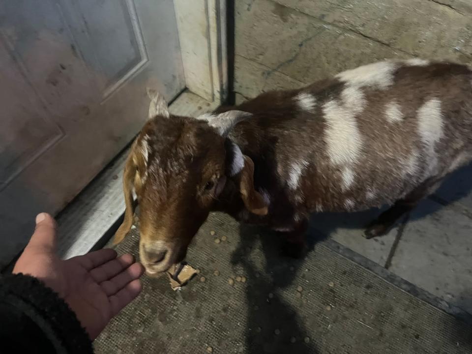 Bruce is a stubborn little goat that thinks he's a dog said his owner April Mountain.