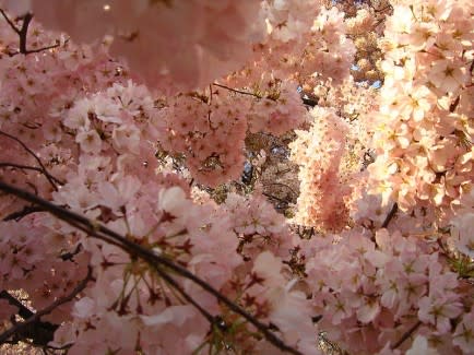 1. DC Cherry Blossom Festival