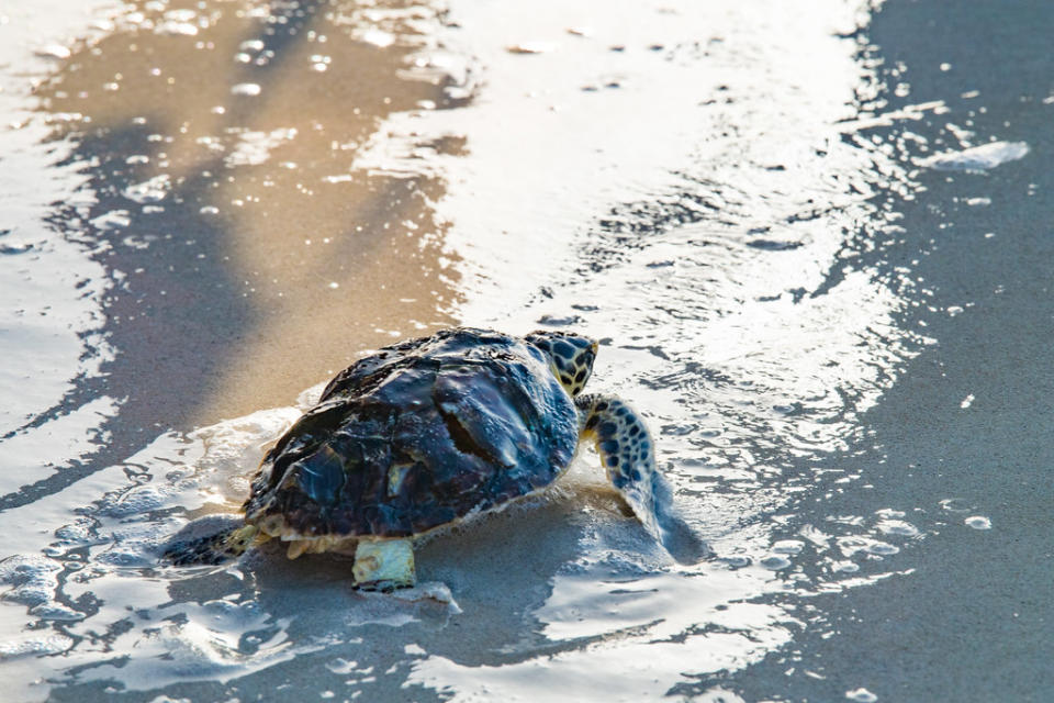 海龜救援。圖片提供：阿布達比環保署