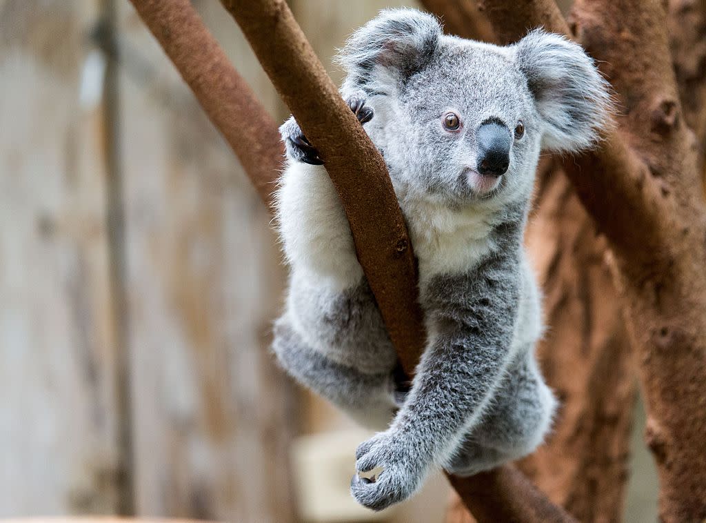 This adorable baby koala got *way* too excited and ran face-first into a tree